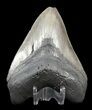 Glossy, Serrated, Fossil Megalodon Tooth #45099-1